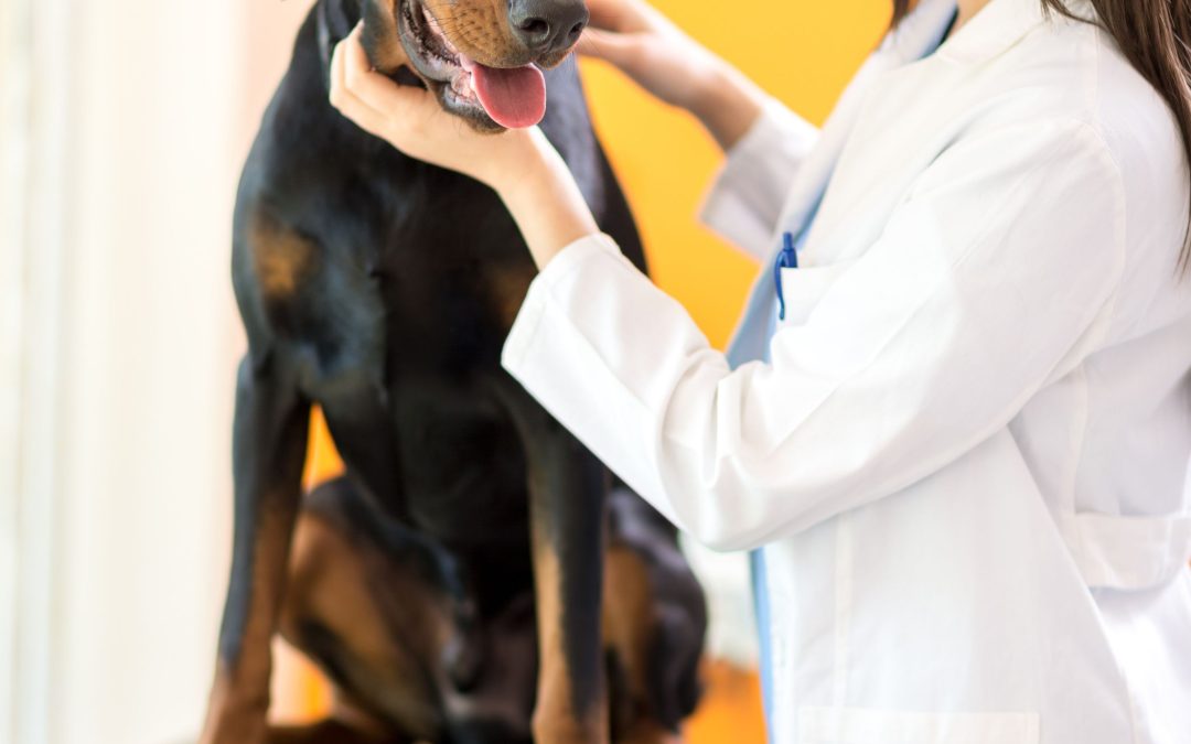Keep your furry friends healthy and happy with pet grooming services in Hoppers Crossing locals trust