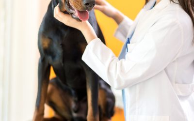 Keep your furry friends healthy and happy with pet grooming services in Hoppers Crossing locals trust